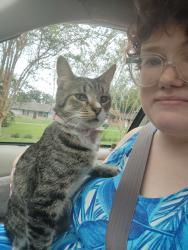 Lost Male Cat last seen Banyan pass loop, Ocala, FL 34472