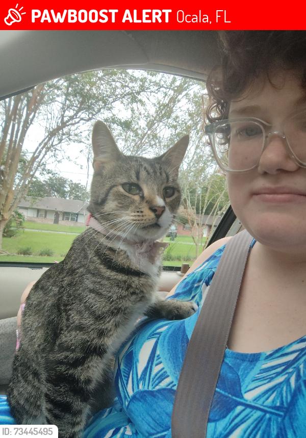 Lost Male Cat last seen Banyan pass loop, Ocala, FL 34472