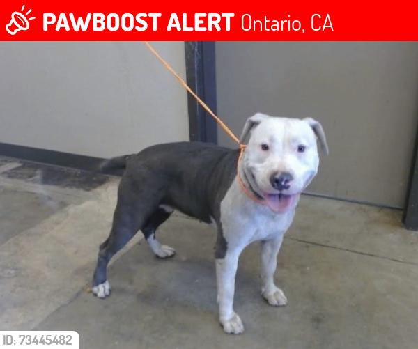 Lost Female Dog last seen Animal Resource Center of the Inland Empire, Ontario, CA 91761