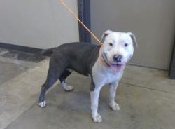 Lost Female Dog last seen Animal Resource Center of the Inland Empire, Ontario, CA 91761