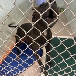 Shelter Stray Female Dog last seen , 1244 N Delsea Dr, Vineland, NJ 08360, USA
