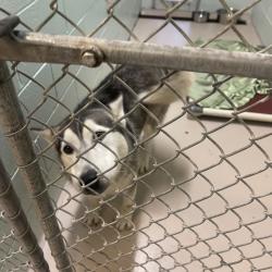 Shelter Stray Female Dog last seen , 1244 N Delsea Dr, Vineland, NJ 08360, USA