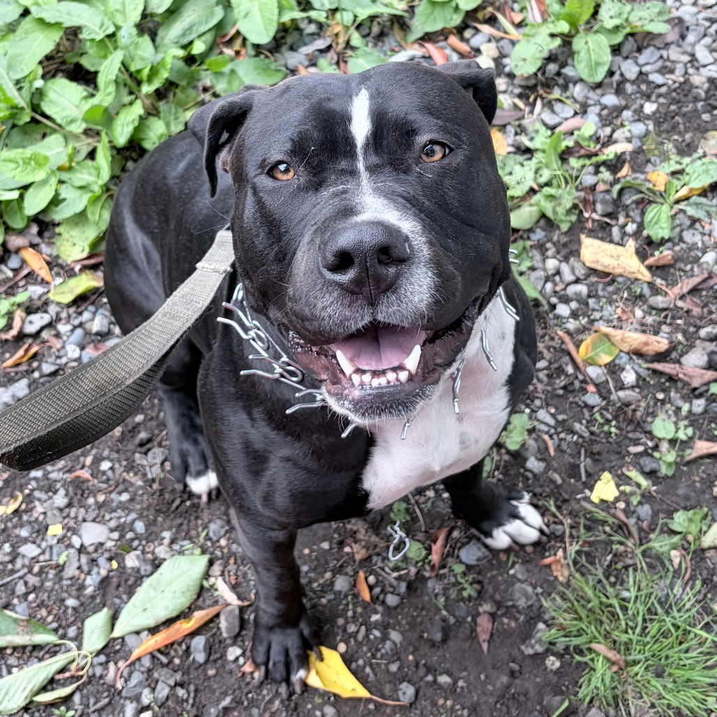 Shelter Stray Unknown Dog last seen , 2608 Center St, Tacoma, WA 98409, USA