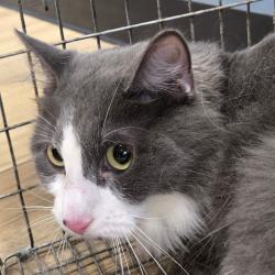 Shelter Stray Female Cat last seen , 124 Evergreen Ave, Newark, NJ 07114, USA