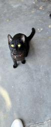 Found/Stray Female Cat last seen Crestline & Owasso, Fort Worth, TX 76107