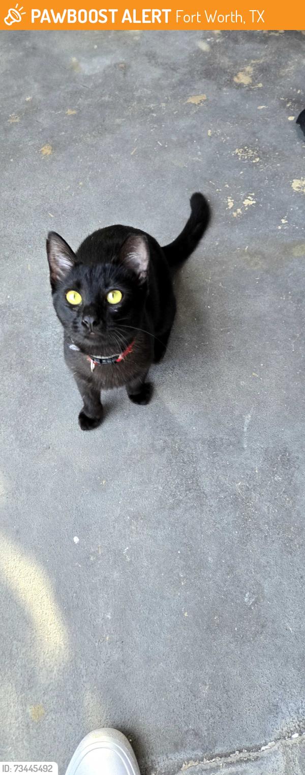 Found/Stray Female Cat last seen Crestline & Owasso, Fort Worth, TX 76107