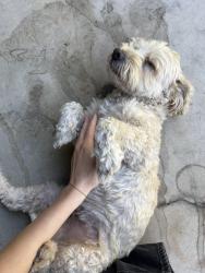 Found/Stray Male Dog last seen Rampart and Sunset, Los Angeles, CA 90026