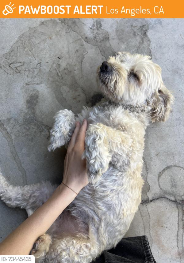 Found/Stray Male Dog last seen Rampart and Sunset, Los Angeles, CA 90026