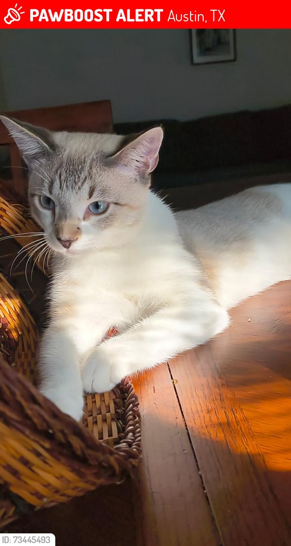 Lost Male Cat last seen pineridg Street Entrance, Austin, TX 78729