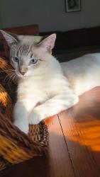 Lost Male Cat last seen pineridg Street Entrance, Austin, TX 78729