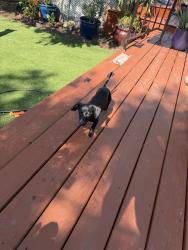Found/Stray Male Dog last seen Alameda, Corpus Christi, TX 78404