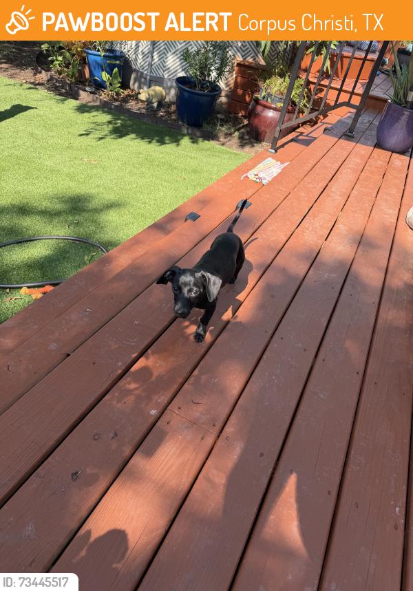 Found/Stray Male Dog last seen Alameda, Corpus Christi, TX 78404