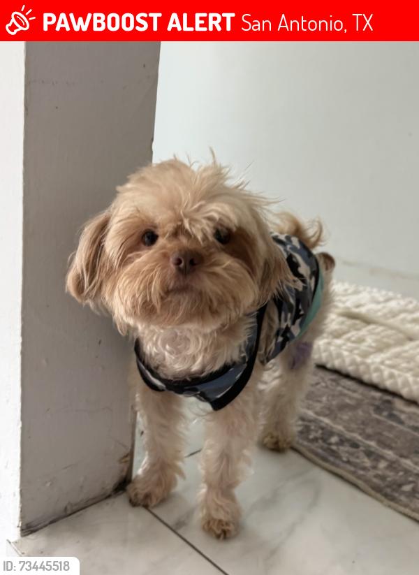 Lost Male Dog last seen Near Keystone St, 78229 San Antonio Texas, San Antonio, TX 78201