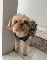 Lost Male Dog last seen Near Keystone St, 78229 San Antonio Texas, San Antonio, TX 78201