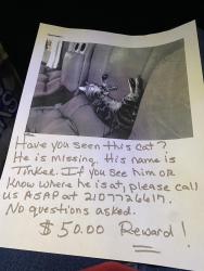 Lost Male Cat last seen Military and Somerset, San Antonio, TX 78224