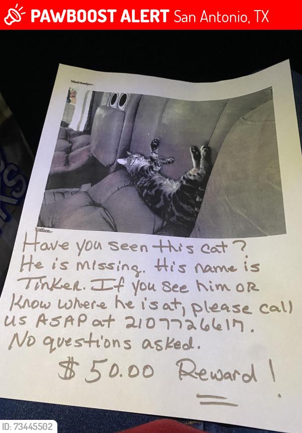 Lost Male Cat last seen Military and Somerset, San Antonio, TX 78224