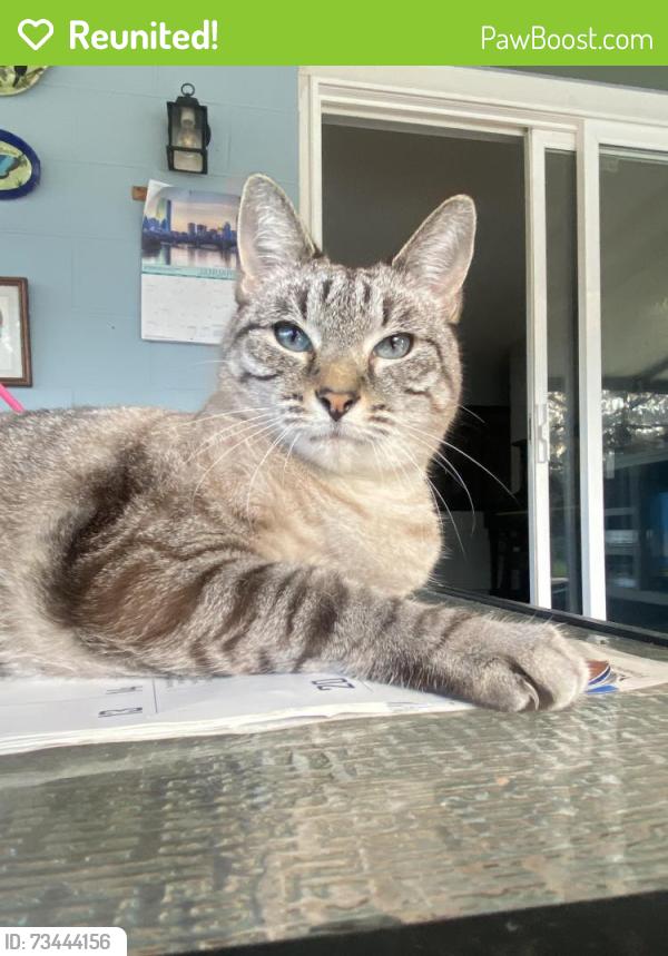 Reunited Female Cat last seen Black Knight Dr, Valrico Lake, Valrico, FL 33594