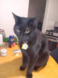 Lost Female Cat last seen Jewell n bryant, Denver, CO 80219