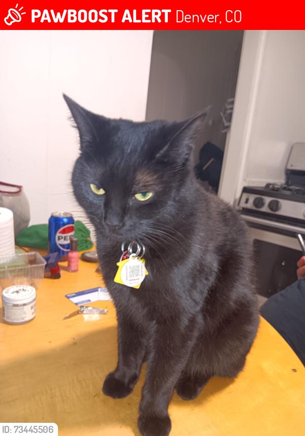 Lost Female Cat last seen Jewell n bryant, Denver, CO 80219