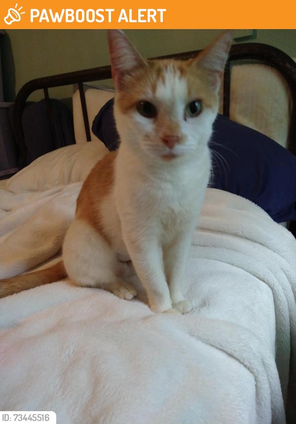 Found/Stray Female Cat last seen flt Rock Elementary School Area, Batterson Road, Powhatan, VA, Powhatan County, VA 23139