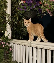 Lost Male Cat last seen Across the street from hse in unity twp, Greensburg, PA 15601