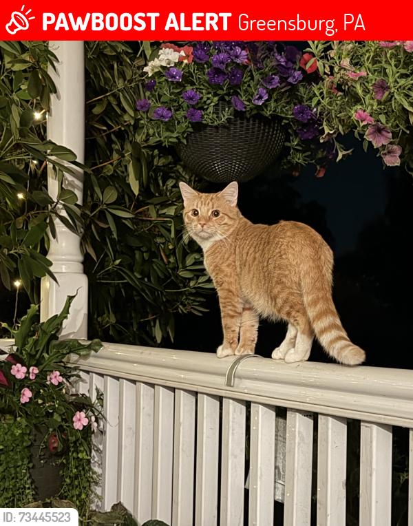Lost Male Cat last seen Across the street from hse in unity twp, Greensburg, PA 15601