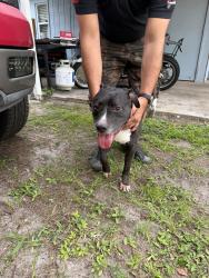 Reunited Male Dog last seen Marlboro and Michigan, Orlando, FL 32806