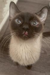 Found/Stray Unknown Cat last seen Avenue I, Sierra Highway Lancaster, 93534, Los Angeles County, CA 93536