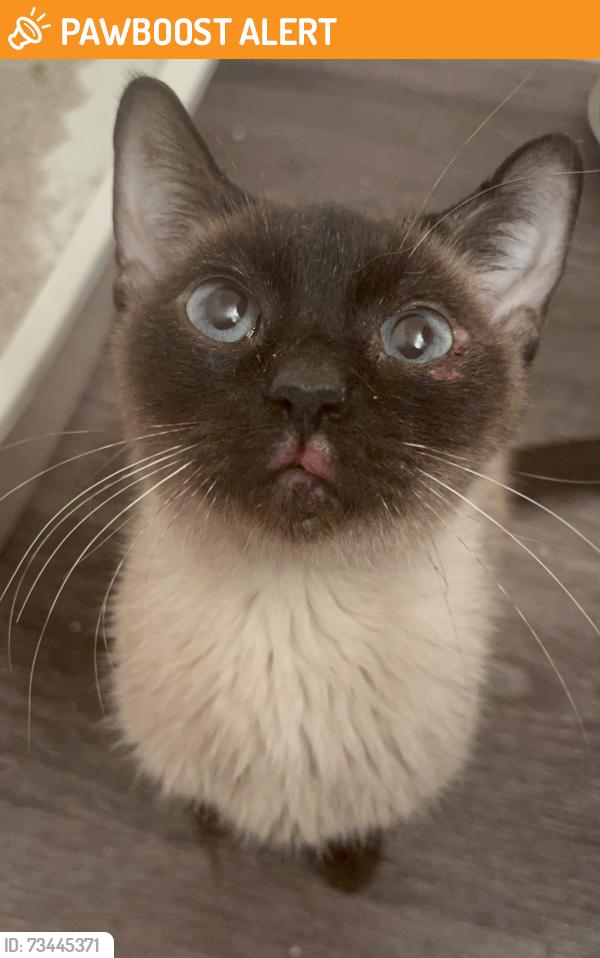 Found/Stray Unknown Cat last seen Avenue I, Sierra Highway Lancaster, 93534, Los Angeles County, CA 93536