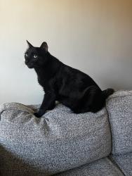 Reunited Male Cat last seen Barry Ave and Venice Blvd, Los Angeles, CA 90066