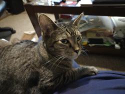 Lost Female Cat last seen Near Logan Ave North, Minneapolis, MN 55411