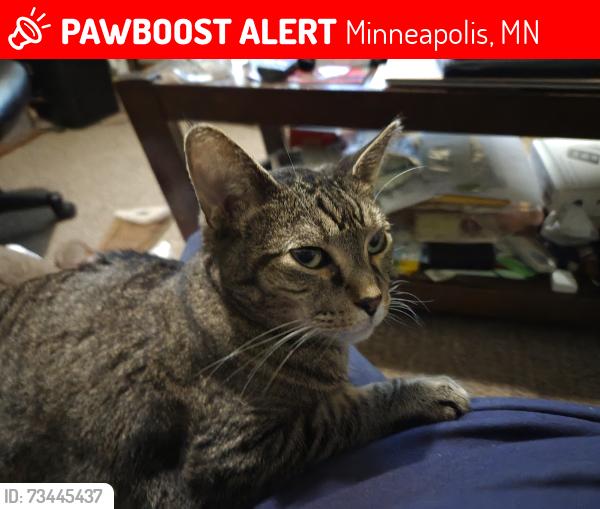 Lost Female Cat last seen Near Logan Ave North, Minneapolis, MN 55411