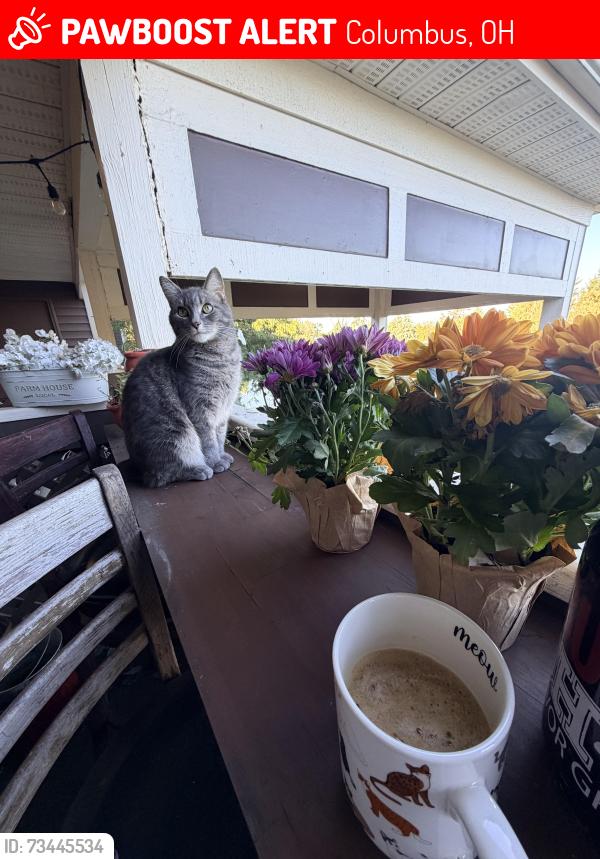 Lost Male Cat last seen Island Club apmts, Columbus, OH 43235