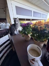 Lost Male Cat last seen Island Club apmts, Columbus, OH 43235