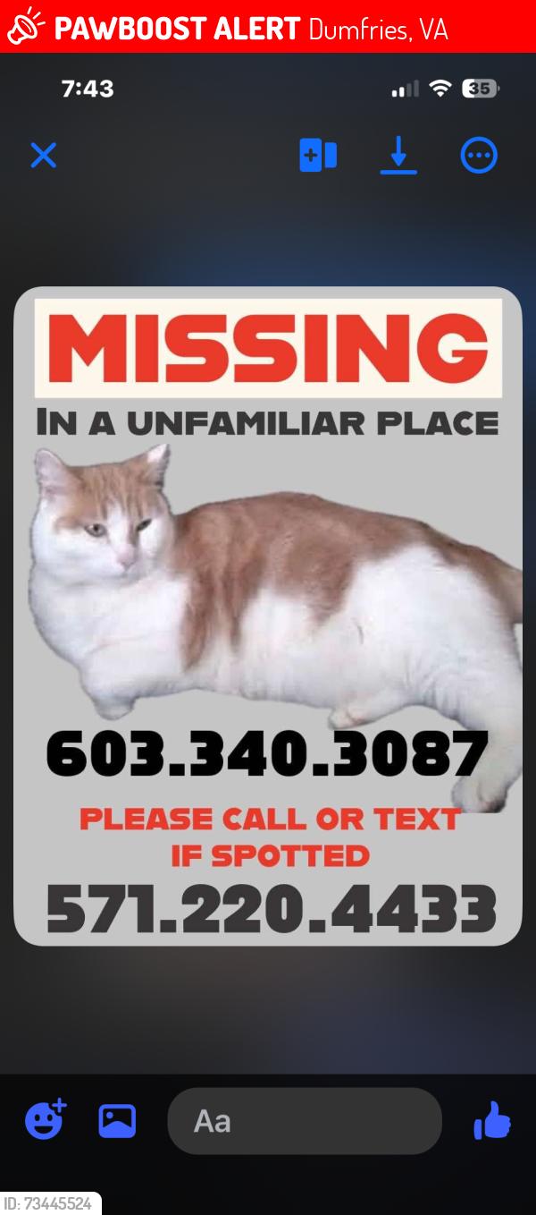 Lost Male Cat last seen Motel 6, Dumfries, VA 22025
