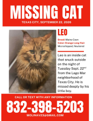 Lost Male Cat last seen Near Bayrose dr., Texas City, TX 77568