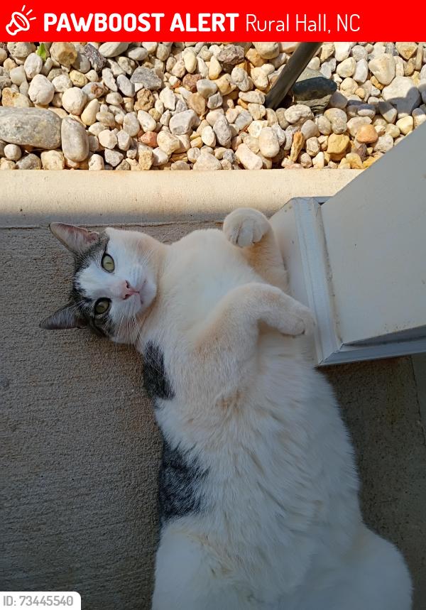 Lost Male Cat last seen Near Tuttle Road at home, Rural Hall, NC 27045