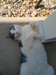 Lost Male Cat last seen Near Tuttle Road at home, Rural Hall, NC 27045