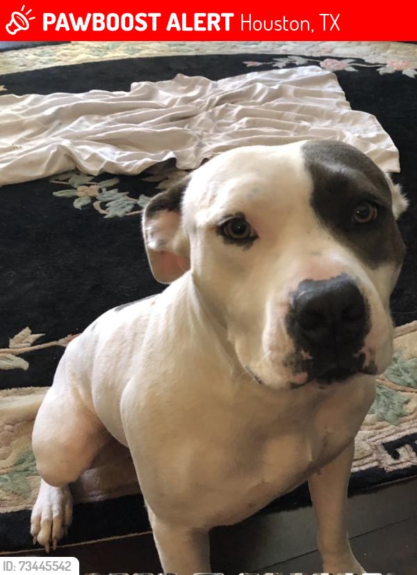Lost Female Dog last seen Greenwood Forest neighborhood, Houston, TX 77066