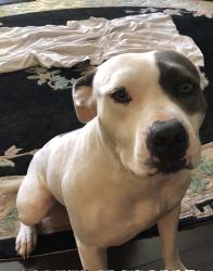 Lost Female Dog last seen Greenwood Forest neighborhood, Houston, TX 77066