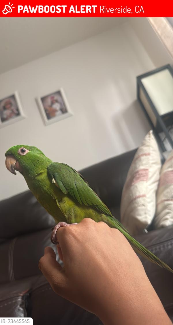 Lost Female Bird last seen Near philbin ave, Riverside, CA 92503