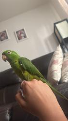 Lost Female Bird last seen Near philbin ave, Riverside, CA 92503