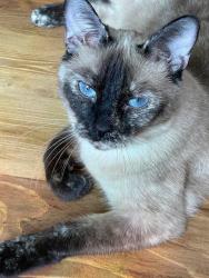 Lost Female Cat last seen Lomas & Chelwood Park Blvd NE, Albuquerque, NM 87112