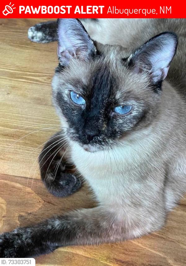 Lost Female Cat last seen Lomas & Chelwood Park Blvd NE, Albuquerque, NM 87112