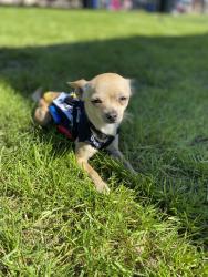 Lost Male Dog last seen Kofa Ct near Fire Station, Yuma, AZ 85365