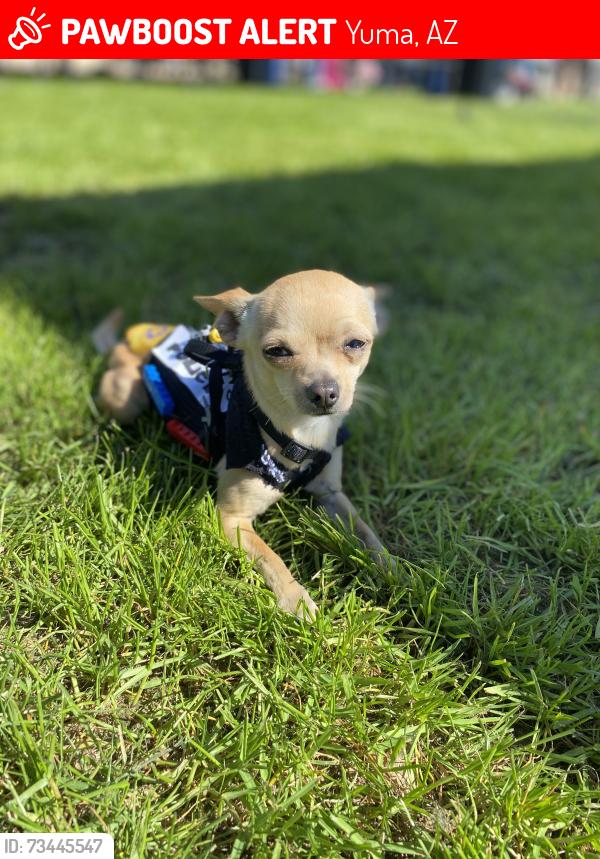 Lost Male Dog last seen Kofa Ct near Fire Station, Yuma, AZ 85365