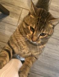 Lost Male Cat last seen 72nd and Pecos st, Denver, CO 80221