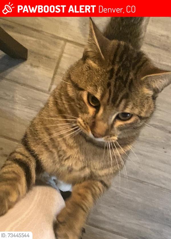 Lost Male Cat last seen 72nd and Pecos st, Denver, CO 80221