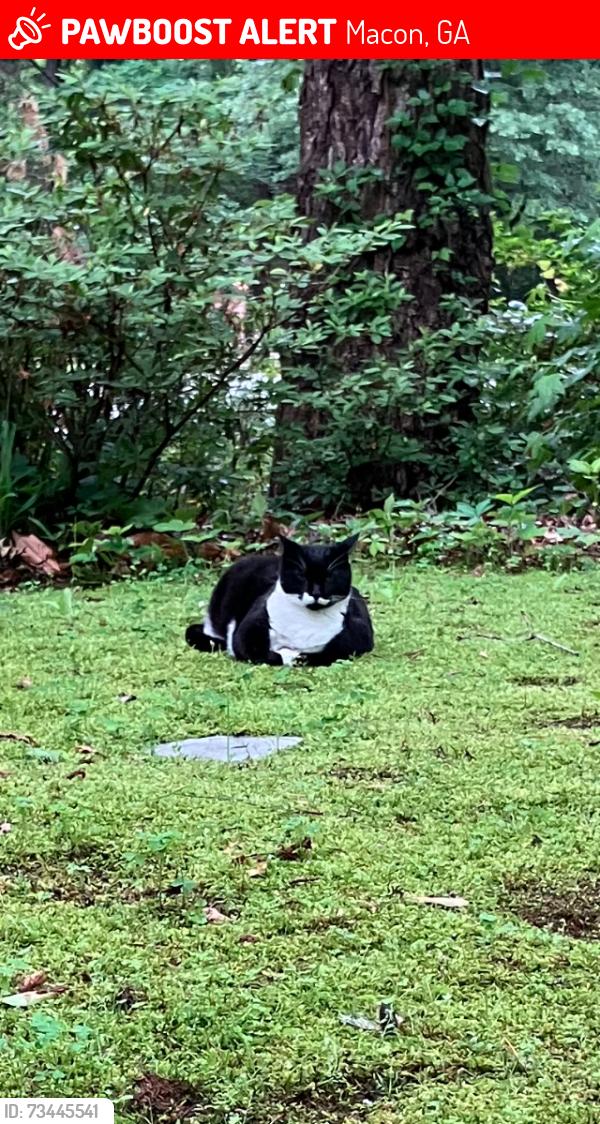 Lost Male Cat last seen Woodcrest Dr. at Rivoli Drive, Macon, GA 31210