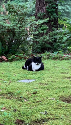 Lost Male Cat last seen Woodcrest Dr. at Rivoli Drive, Macon, GA 31210